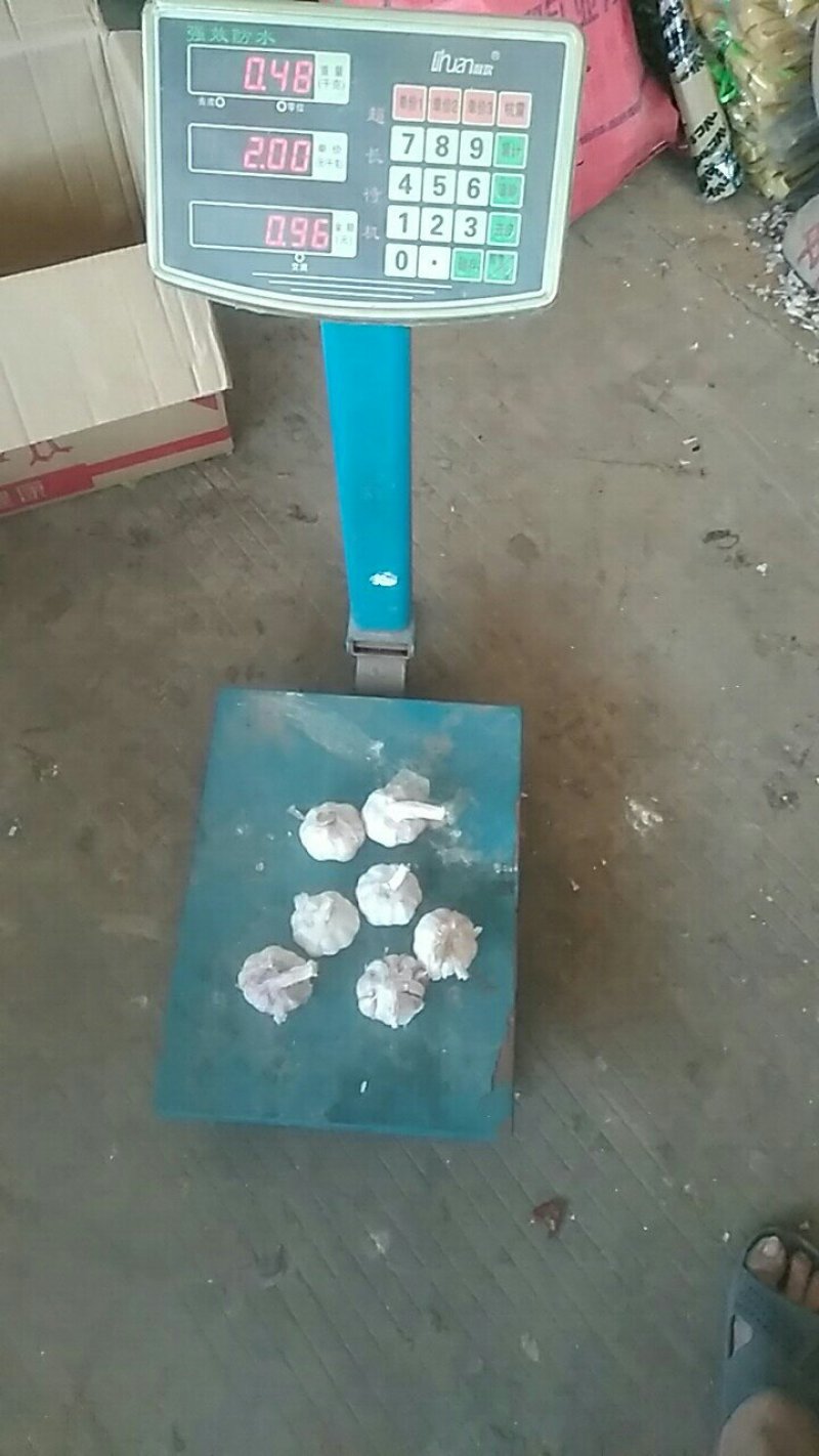 大混级，红皮早熟蒜