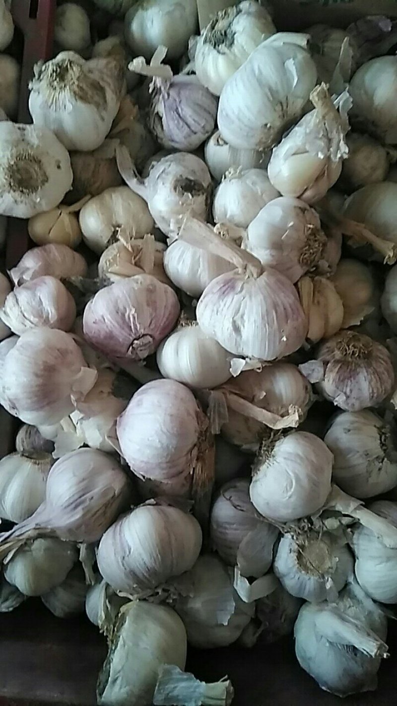 大混级，红皮早熟蒜