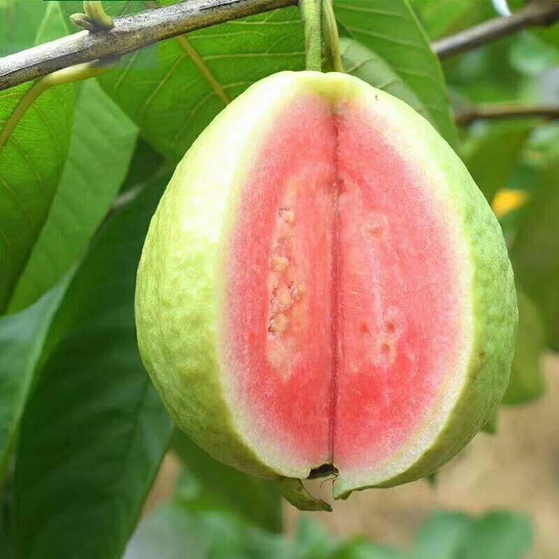 福建漳州红心芭乐，