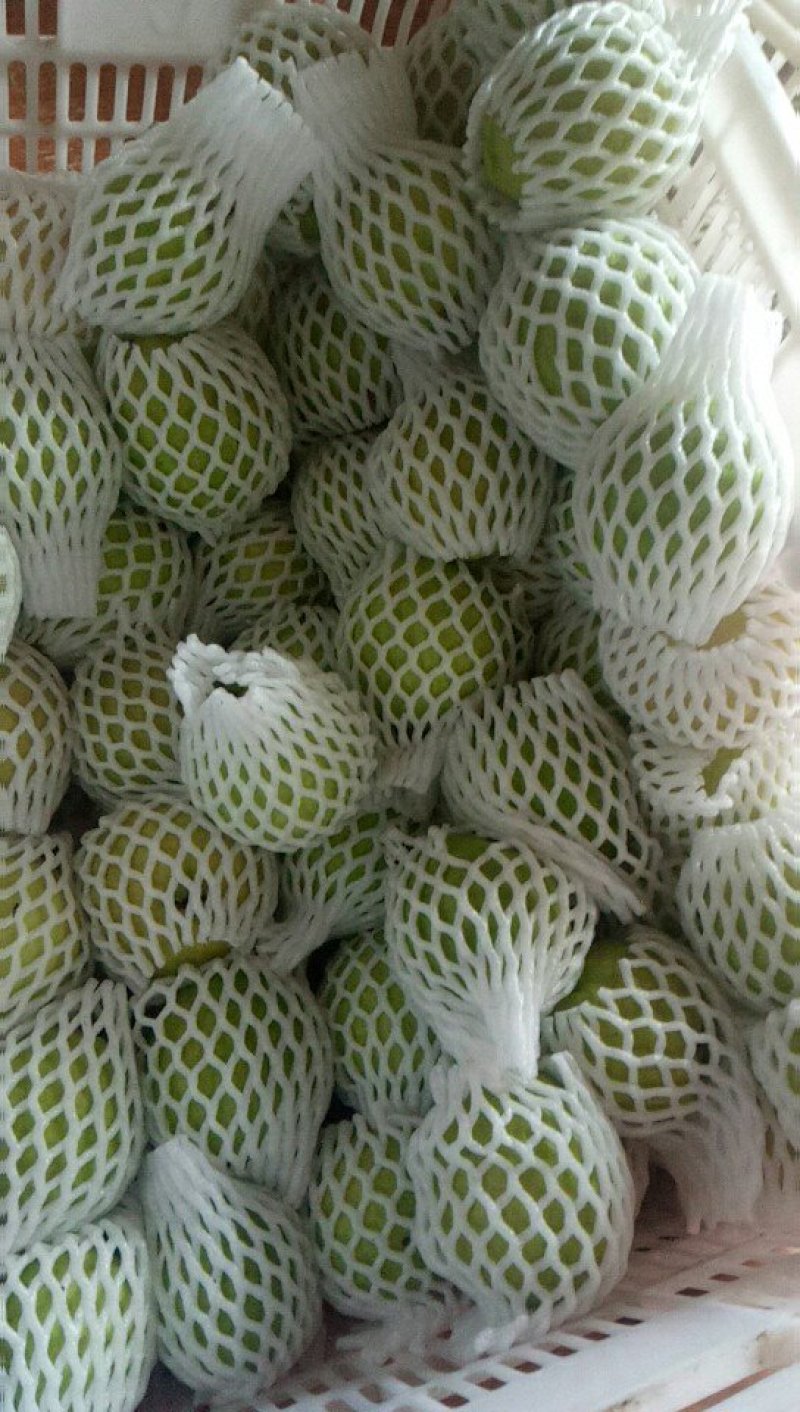 福建漳州红心芭乐，