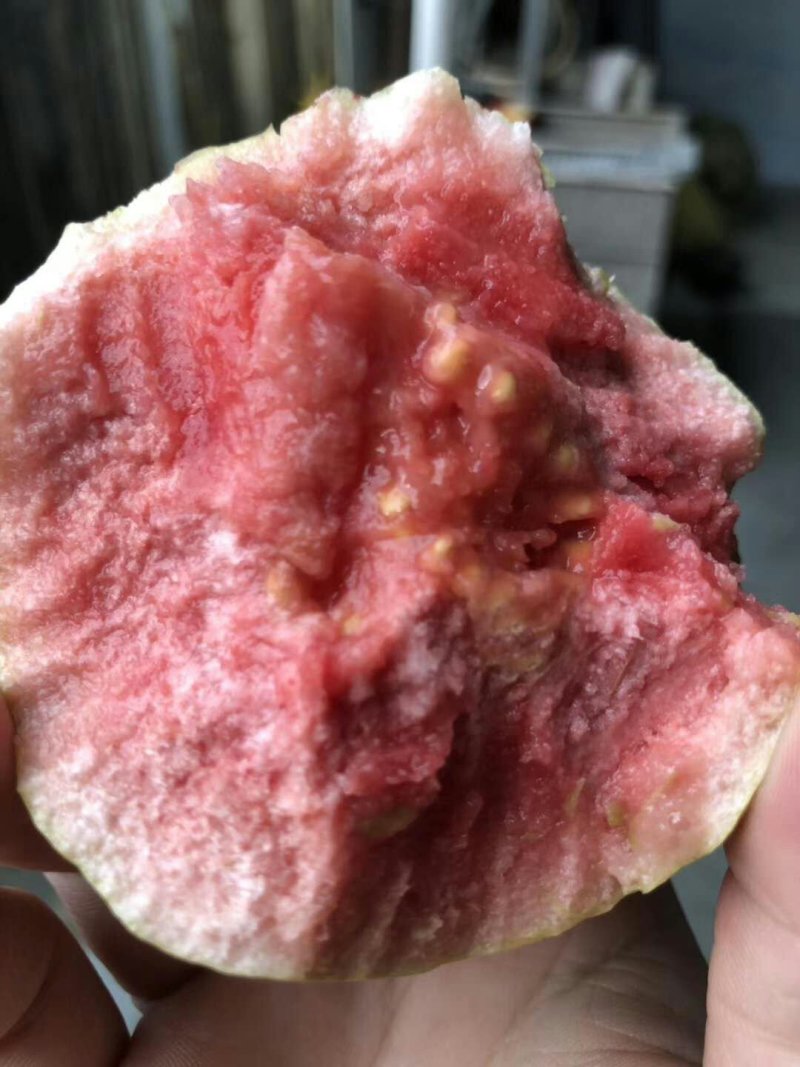 福建漳州红心芭乐，