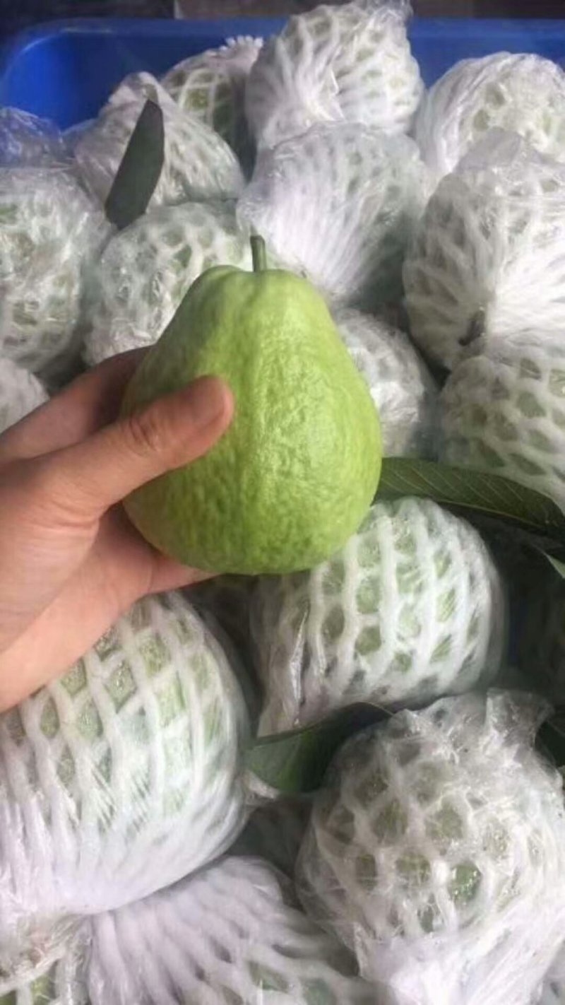 福建漳州红心芭乐，