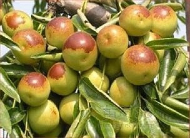 陕西大荔冬枣种植基地