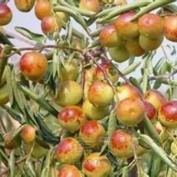 陕西大荔冬枣种植基地