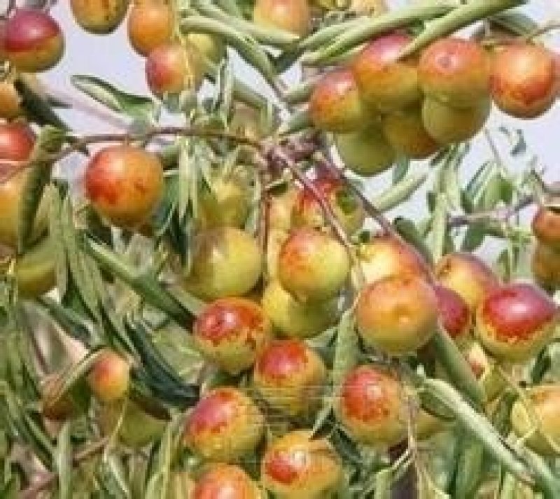 陕西大荔冬枣种植基地