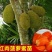 正宗进口菠萝蜜苗泰8、12，泰国红肉苗2年挂果