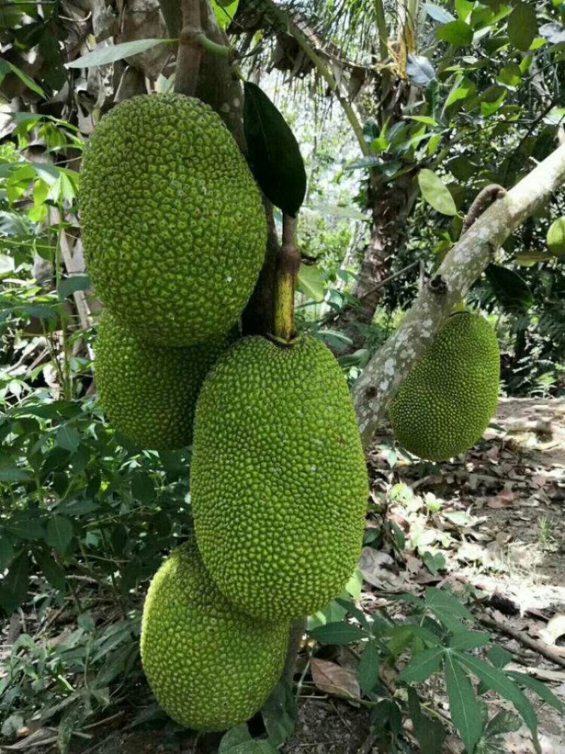 正宗进口菠萝蜜苗泰8、12，泰国红肉苗2年挂果