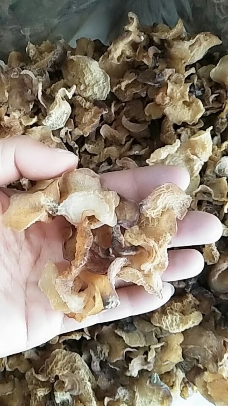 羊肚耳口感香脆10斤包邮