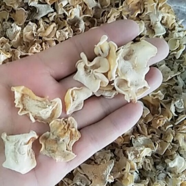 白玉耳干品10斤包邮欢迎选购
