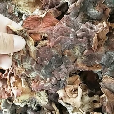 榆耳榆耳干品10斤包邮