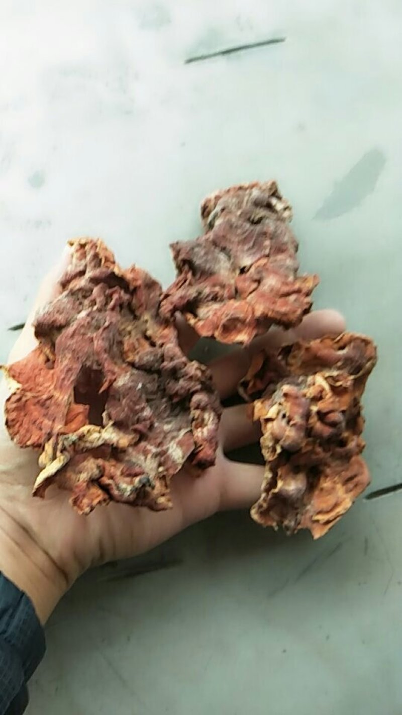 榆耳榆耳干品10斤包邮