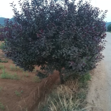 紫叶矮樱
