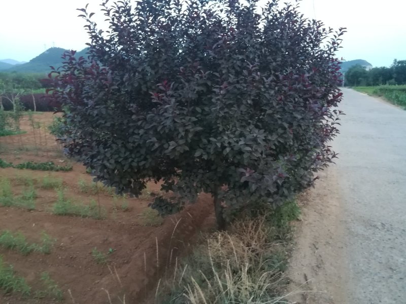 紫叶矮樱