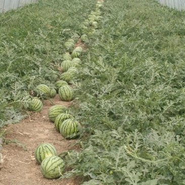 8424大棚西瓜🍉，要的抓紧预订，量大从优