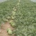 8424大棚西瓜🍉，要的抓紧预订，量大从优