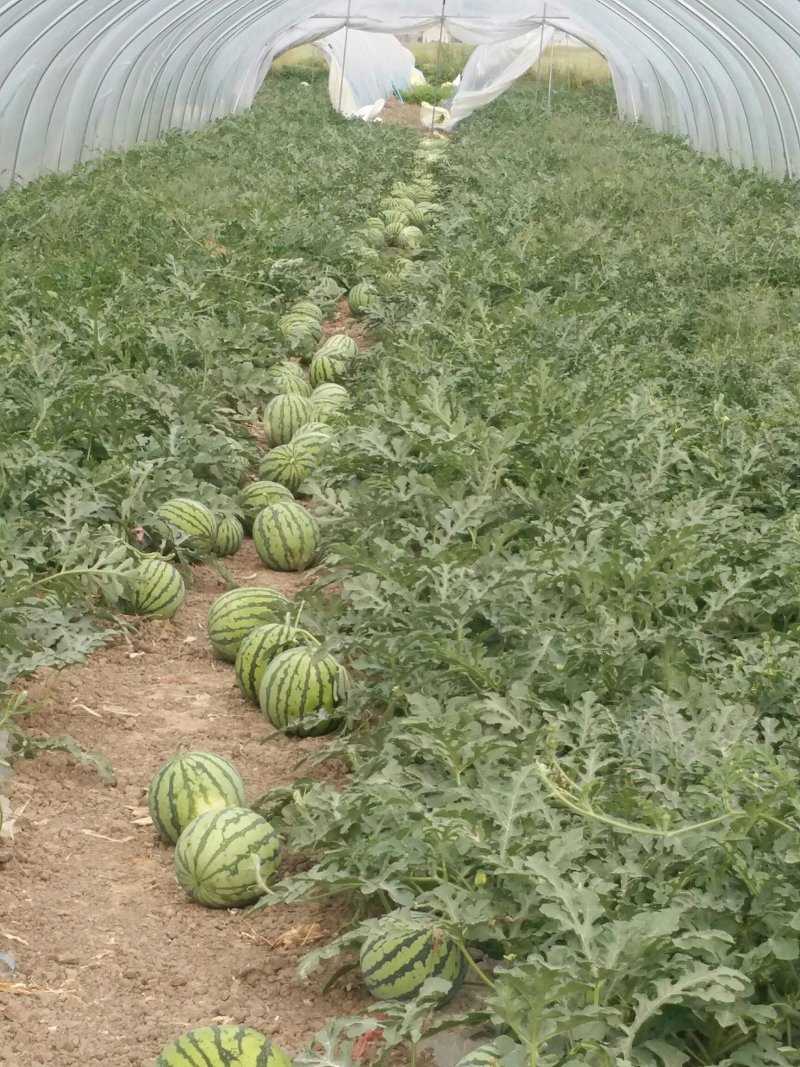 8424大棚西瓜🍉，要的抓紧预订，量大从优