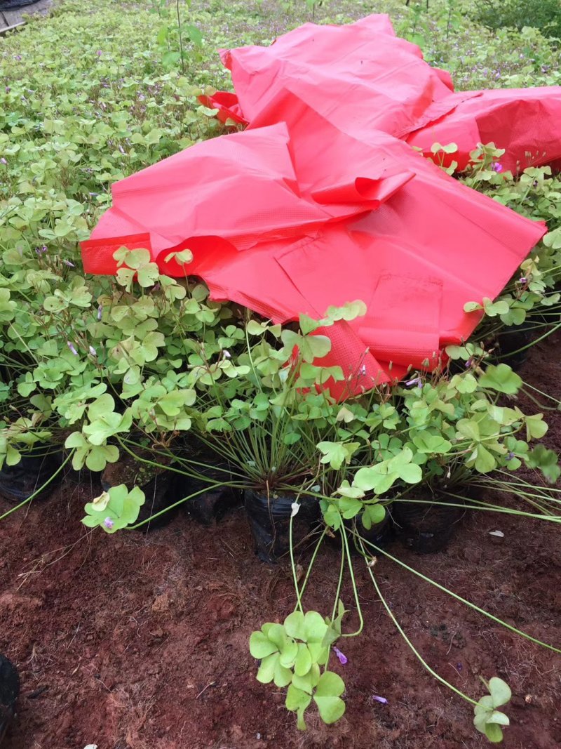 红花炸酱草，红花杂酱草苗圃直销，绿化苗木