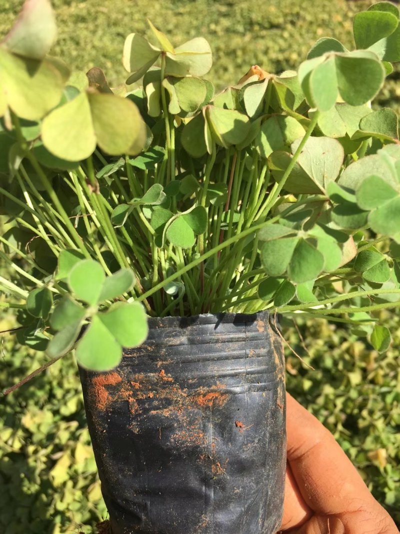 红花炸酱草，红花杂酱草苗圃直销，绿化苗木