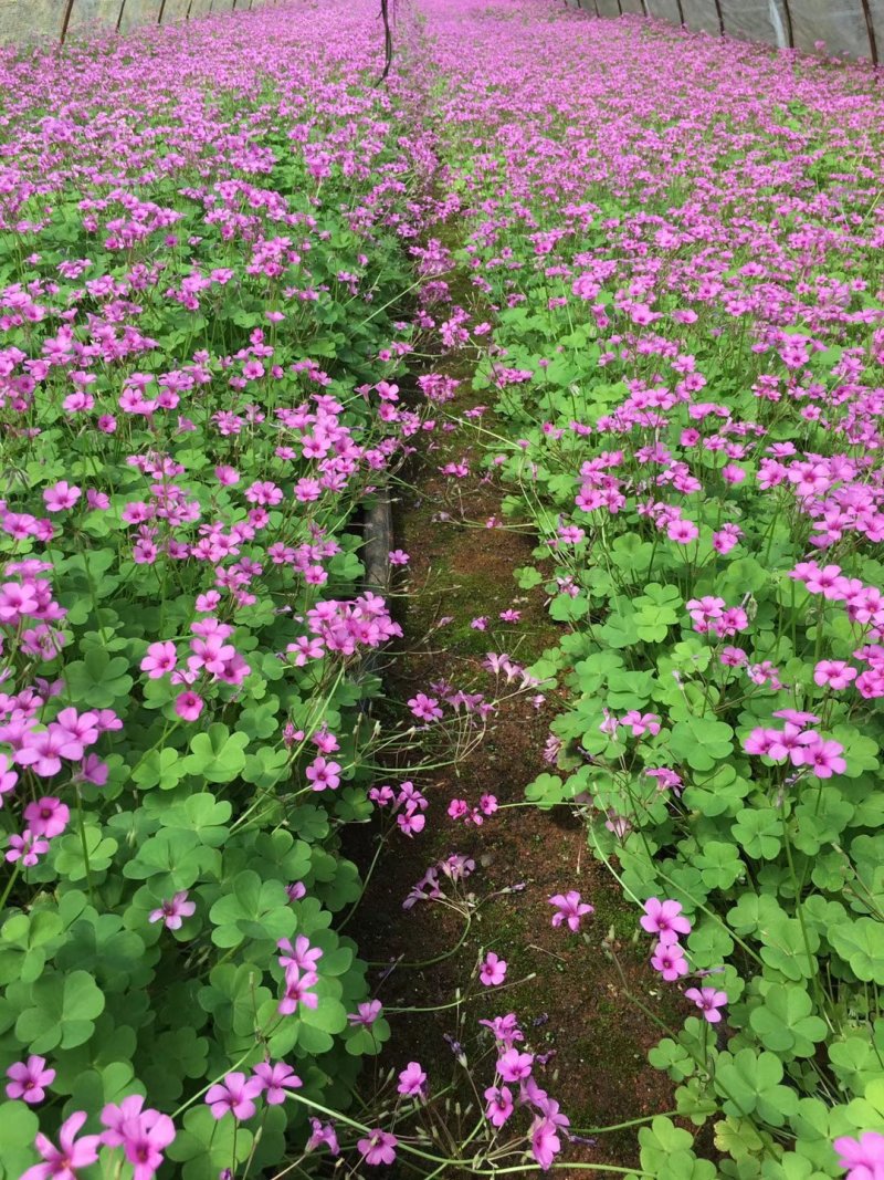 红花炸酱草，红花杂酱草苗圃直销，绿化苗木