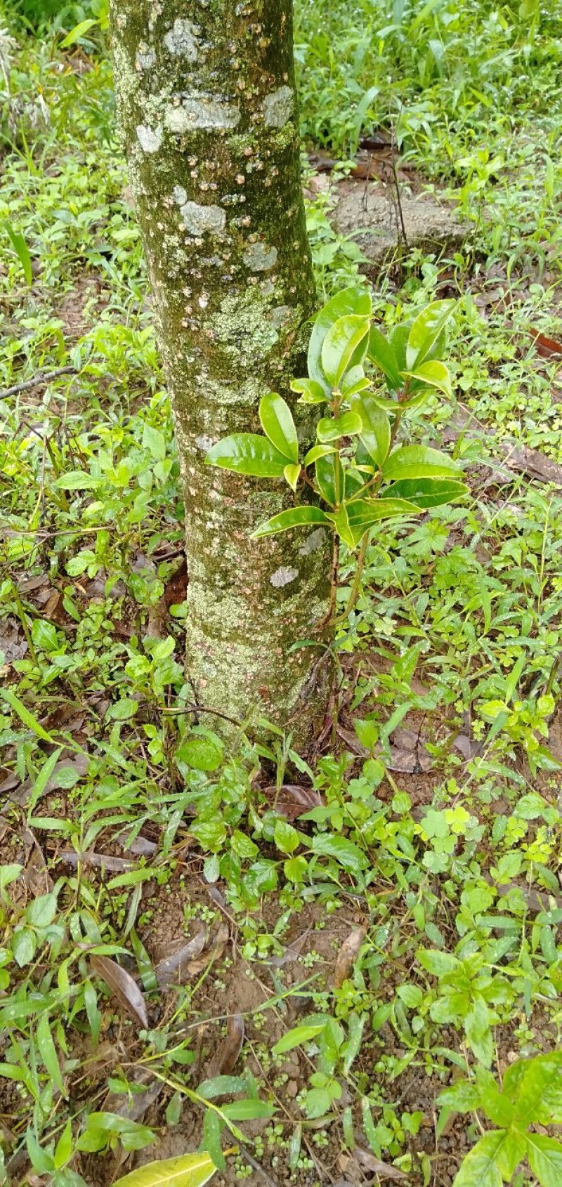 桂花树