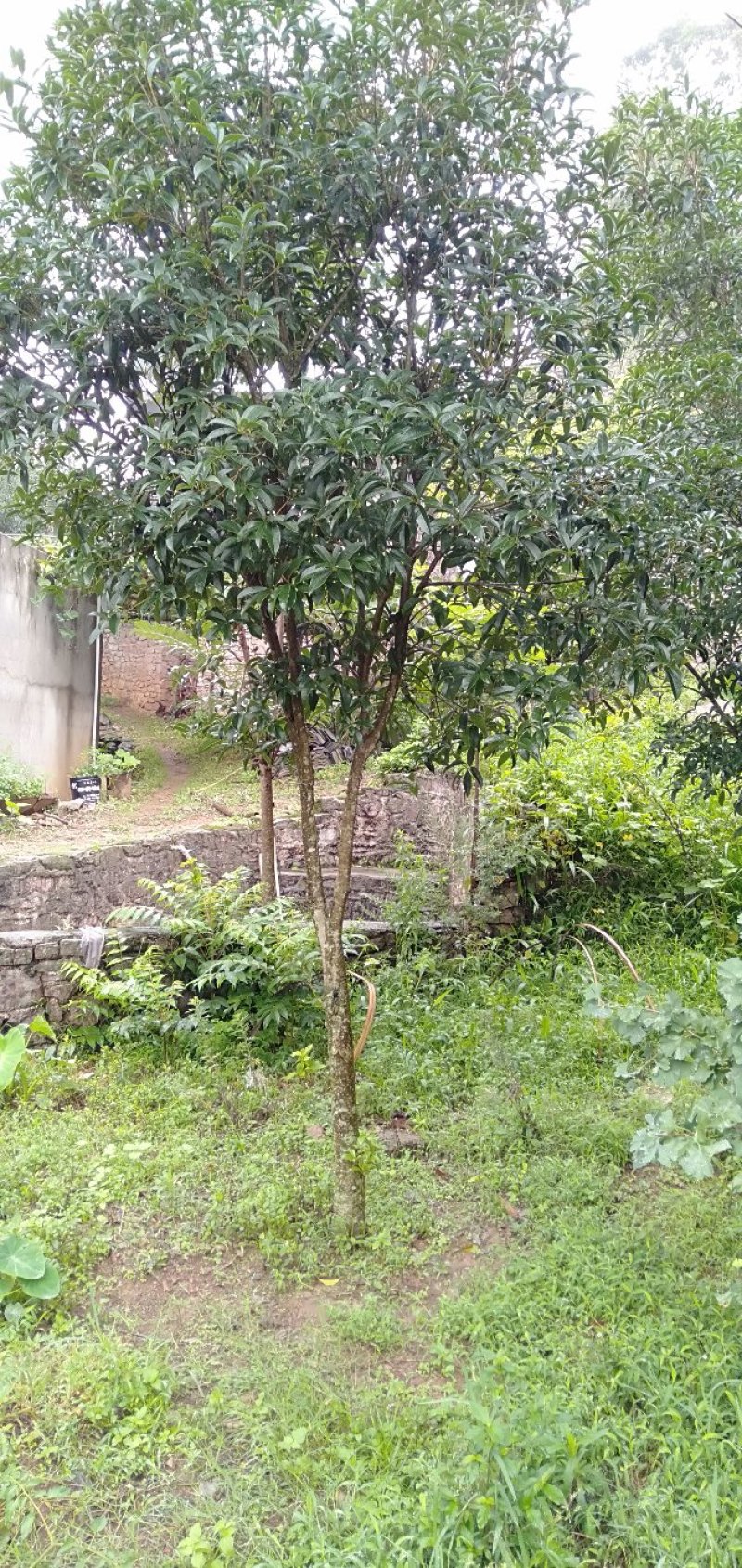 桂花树