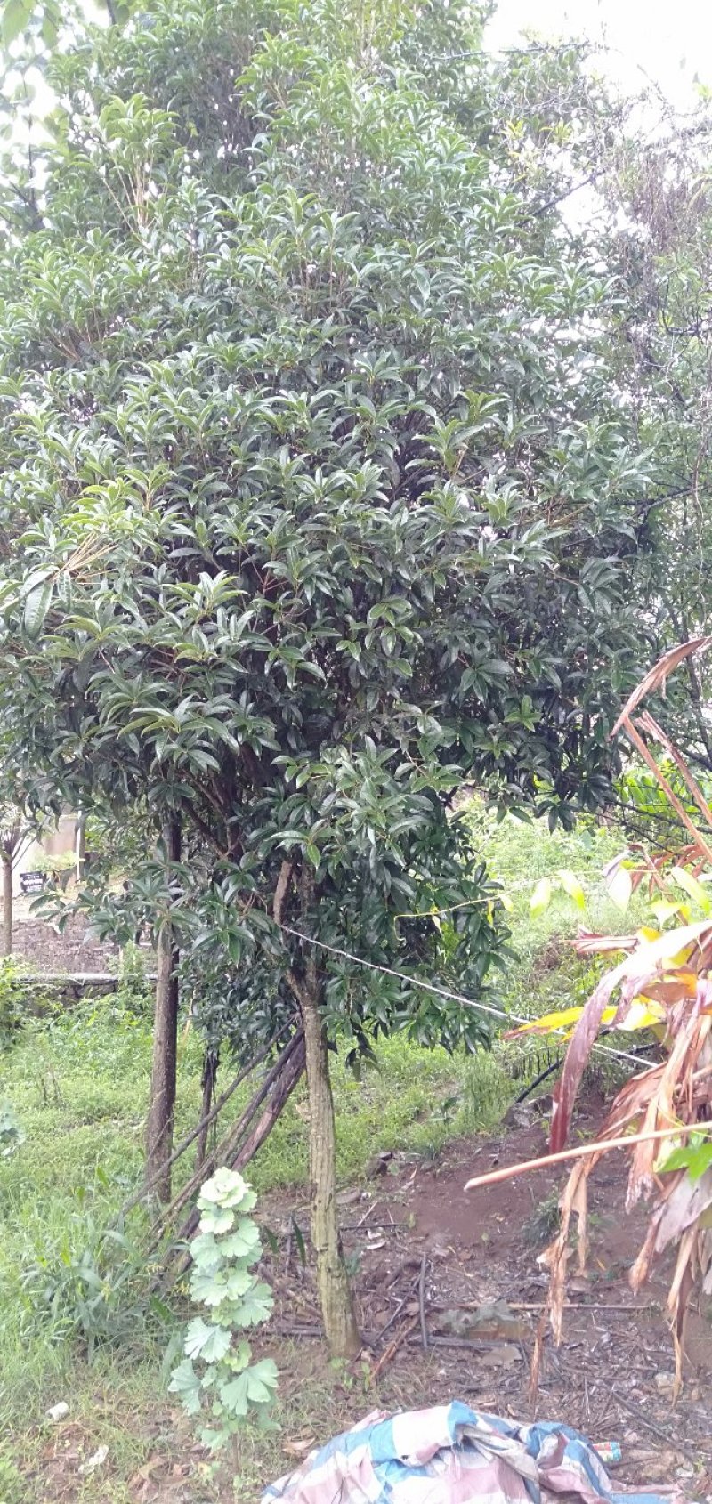 桂花树