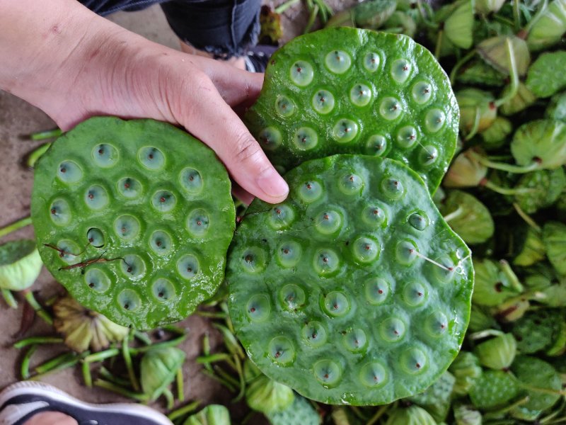 鲜莲蓬，水果莲