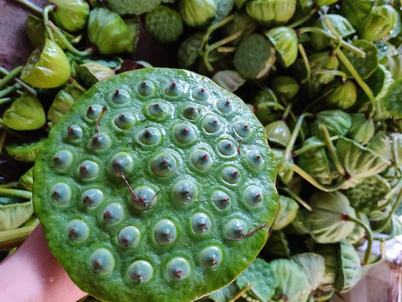 鲜莲蓬，水果莲
