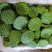 鲜莲蓬，水果莲