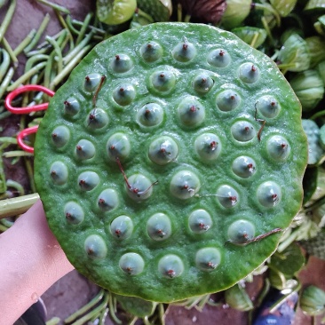 鲜莲蓬，水果莲