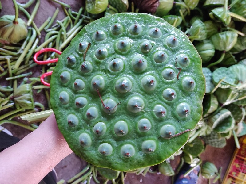 鲜莲蓬，水果莲