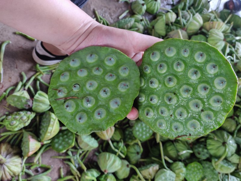 鲜莲蓬，水果莲