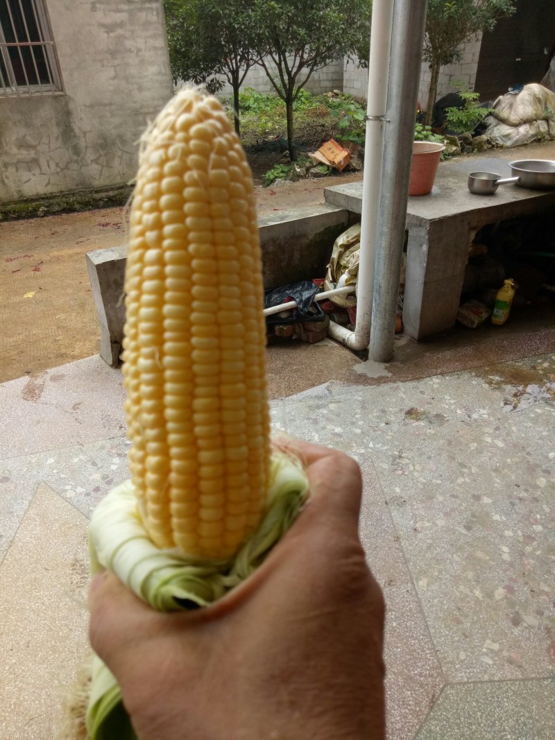 甜玉米太阳花大量销售中