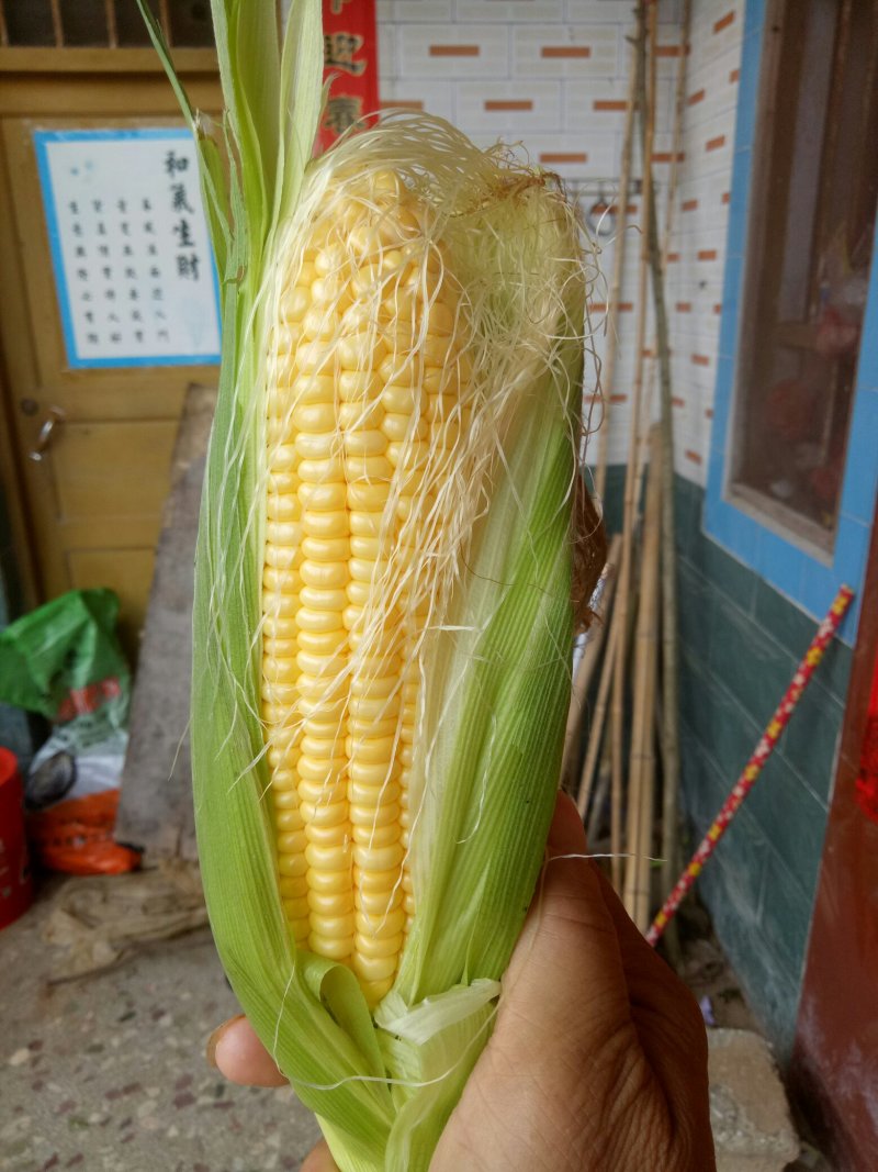 甜玉米太阳花大量销售中