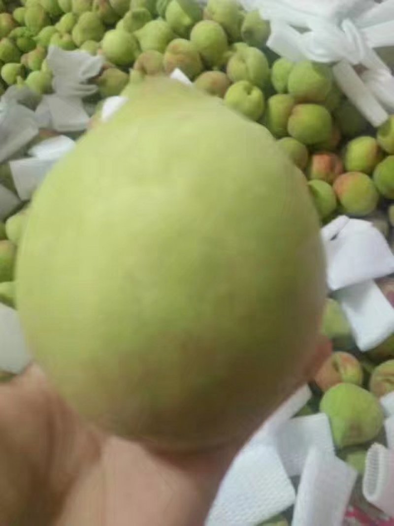 蒙自鹰嘴胭脂水蜜桃