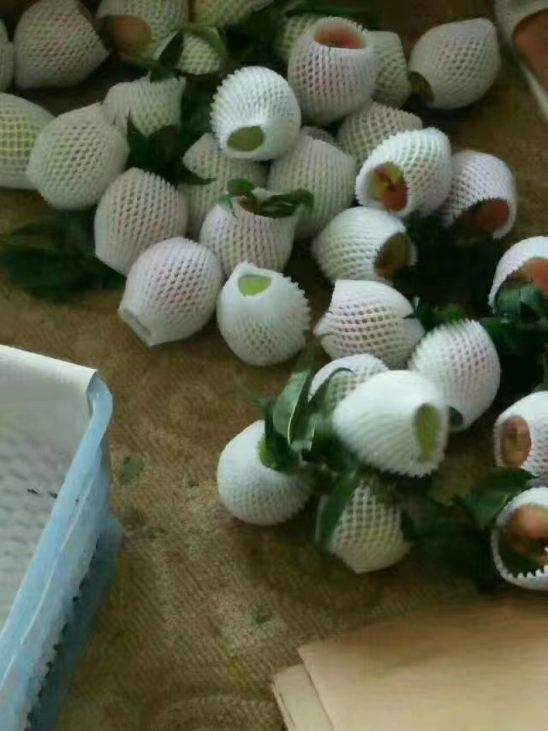 蒙自鹰嘴胭脂水蜜桃