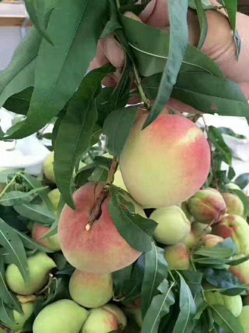 蒙自鹰嘴胭脂水蜜桃