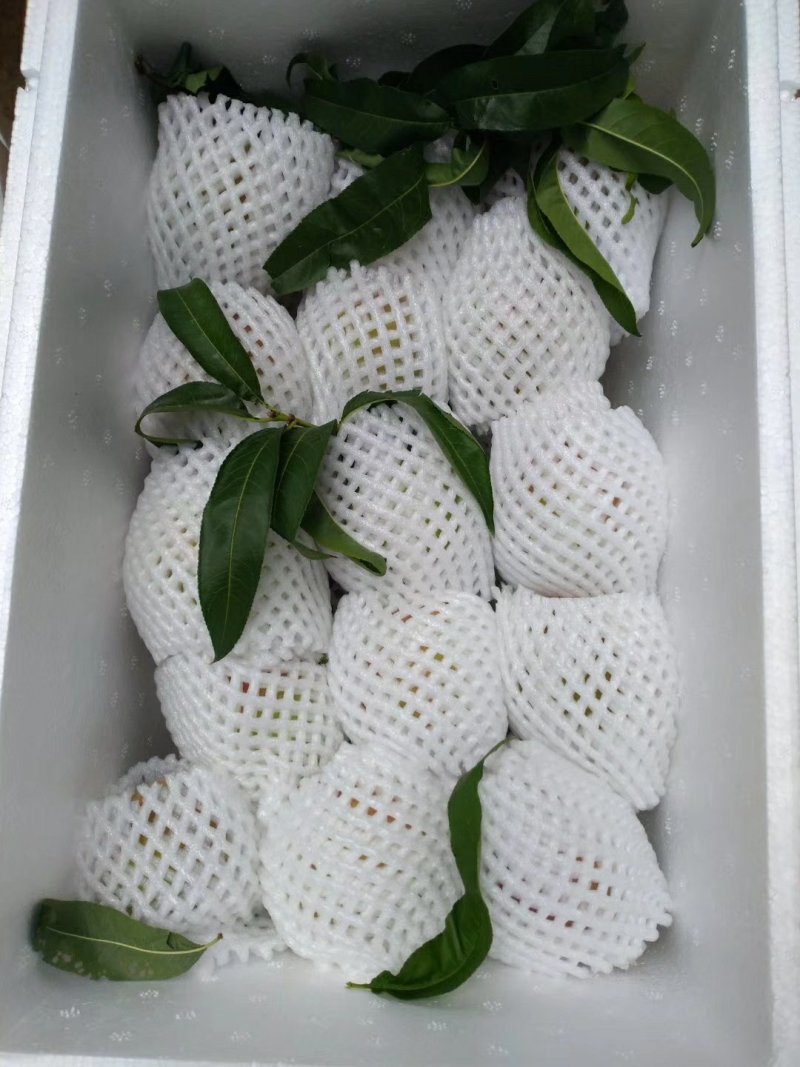 蒙自鹰嘴胭脂水蜜桃
