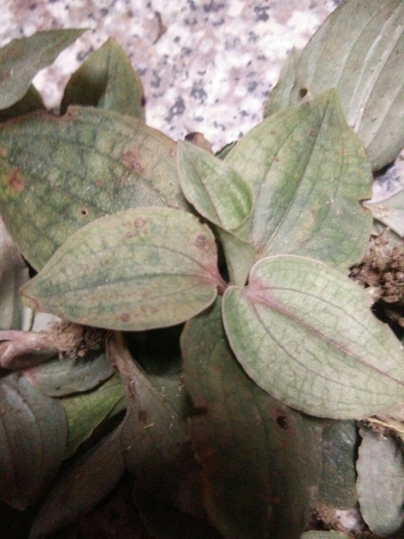 纯野生，银线莲，斑叶兰