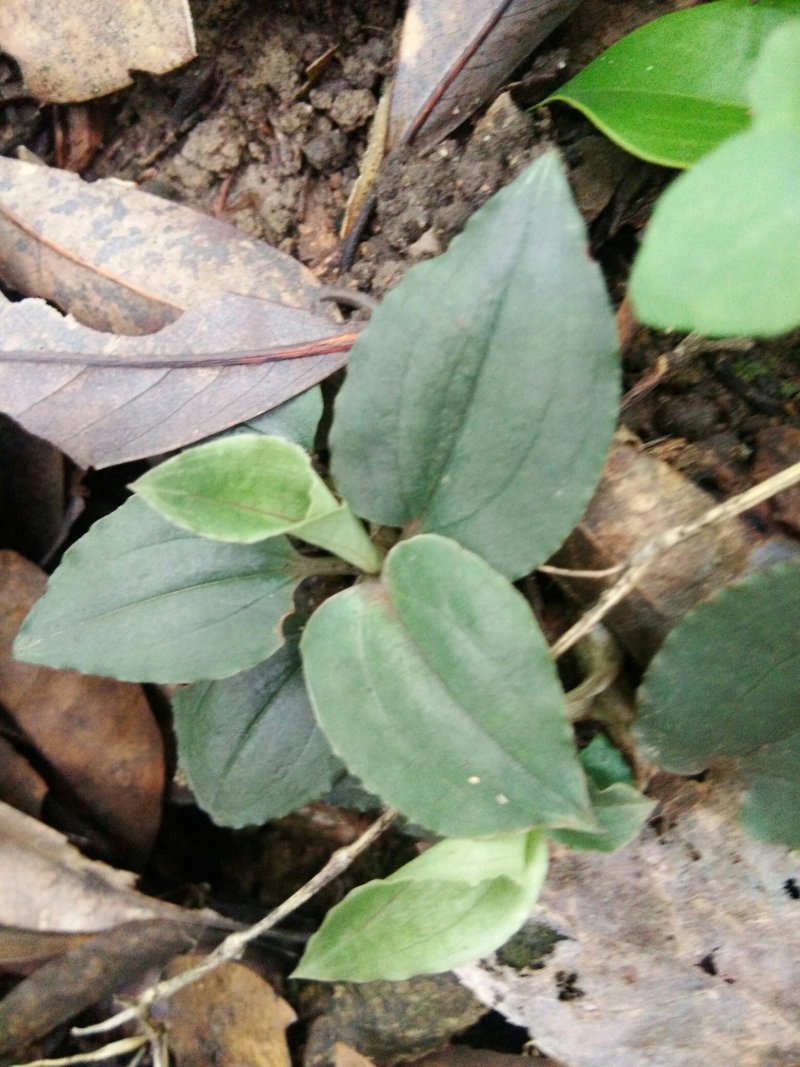 纯野生，银线莲，斑叶兰