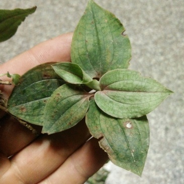 纯野生，银线莲，斑叶兰