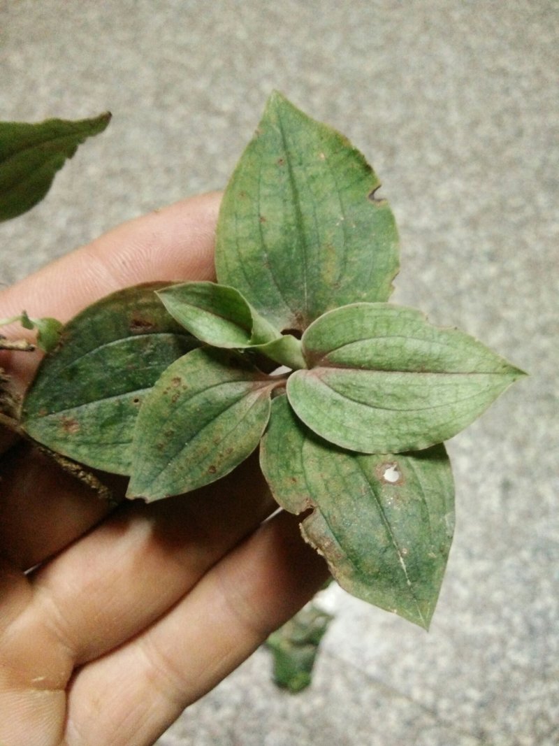 纯野生，银线莲，斑叶兰