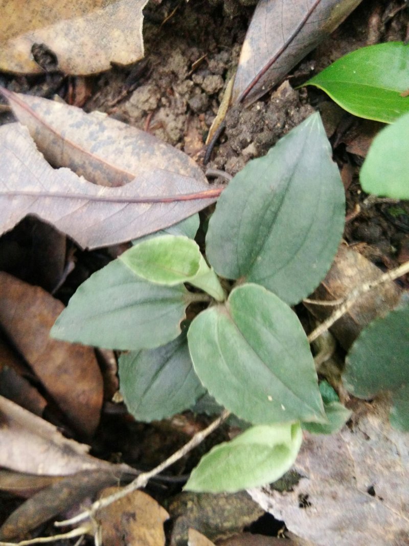 纯野生，银线莲，斑叶兰