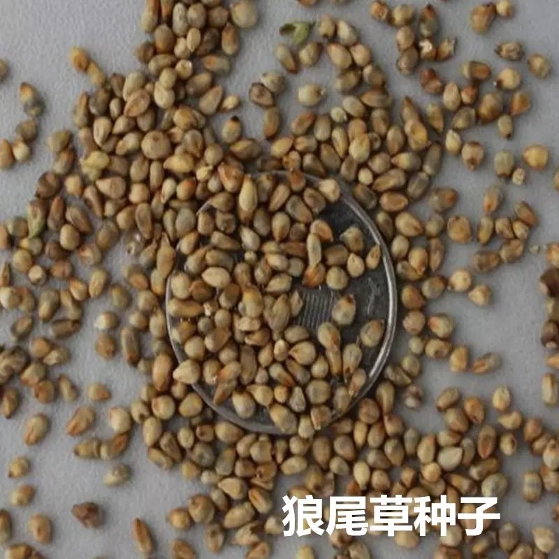 狼尾草种子牛.羊.马.鹅.兔.猪均真爱