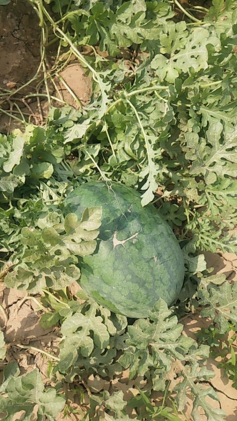 河北邯郸基地供西瓜，重茬王，黑旋风，抗病新星，红天龙西瓜