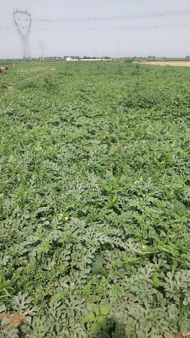 河北邯郸基地供西瓜，重茬王，黑旋风，抗病新星，红天龙西瓜