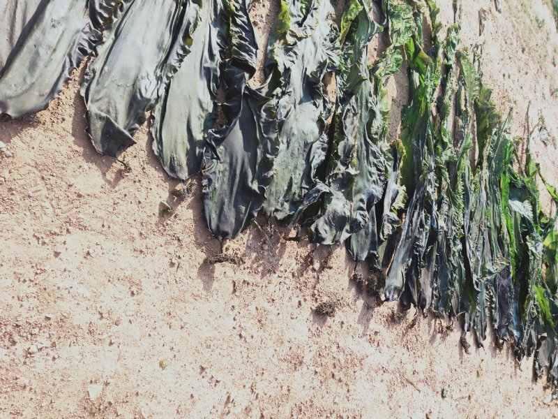 大连深海干海带人工养植无污染