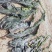 大连深海干海带人工养植无污染