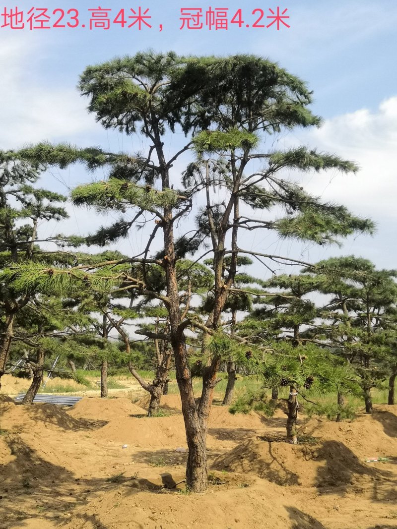造型油松
