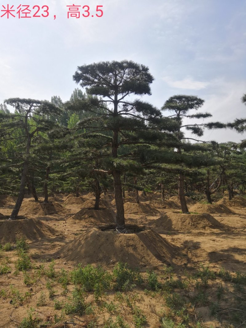 造型油松